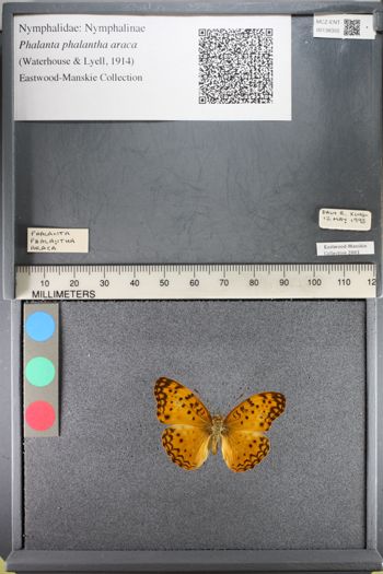 Media type: image;   Entomology 138355